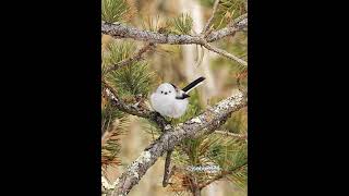 [4K] シマエナガ　Long-tailed tit shorts