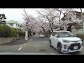 【箕面さくら並木通り】大阪の桜