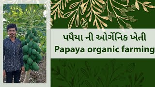 પપૈયા ની ઓર્ગેનિક ખેતી જોરદાર ઉત્પાદન | papaya organic farming | માધવીપુર જસદણ | Netsurf Results