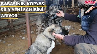 KANGAL KARA OĞLANDAN OLAĞANÜSTÜ GEN AKTARIMI.BABASININ KOPYASI KIZI ŞİLA #kangal #karaoğlan