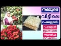 നമ്മുടെ വീട്ടുമുറ്റത്തെ റംബുട്ടാൻ പറിക്കാം/Rambutan Storege/Sweet Red Rambutan/Saji'sHomecafe/