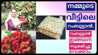 നമ്മുടെ വീട്ടുമുറ്റത്തെ റംബുട്ടാൻ പറിക്കാം/Rambutan Storege/Sweet Red Rambutan/Saji'sHomecafe/