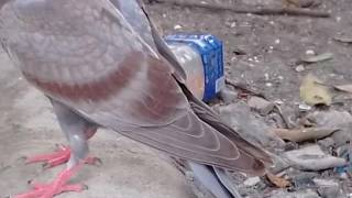 Ciri Ciri Burung Merpati Balap Piyikan Yang Bagus Dari Postur Tubuhnya