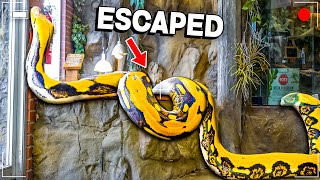 When Your 20 Foot Snake Escapes!