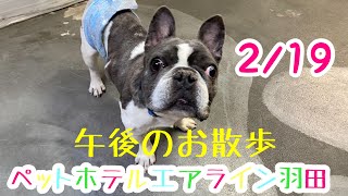 2/19午後☀️ワンちゃんドッグラン〜猫ちゃん〜のご様子です♪羽田空港近くのペットホテルエアライン羽田にご宿泊中のペットちゃん達です♡