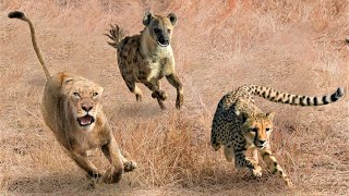 Here Is Why Hyenas Laugh At Big Cats Now