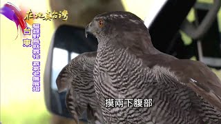 2022.08.14【在地真台灣】野鳥破壞農田　農民請來「老鷹」守護農田