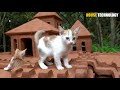 Rescue Kitten Cat Build Great Castle Cat House From Mud