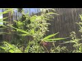 hawai’i outdoor cannabis grow vol.21