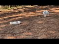 【58ロハスのドッグラン】まつぼっくりで遊ぶ日本スピッツ 58 lohas dog park japanese spitz playing with pine cones