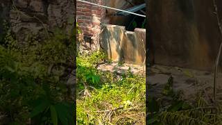 OMG 😱snake mongoose fight in my backyard #wildlife #nature #discovery #snake #natgeo   #naturelovers