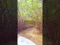 Pichavaram Mangrove Forest ll Sachin Rawani Vlogs #shorts #ytshorts #viralvideo