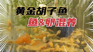 人工孵化胡子鱼，保证溶氧和水流，鱼卵和小鱼养在一起都没问题