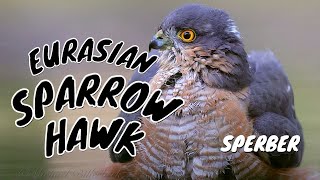 Eurasian Sparrowhawk taking a Bath