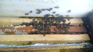 Зимовка слабых семей пчел на улицы.И КОРМИТЬ НЕ НАДО🐝Зимовка пчел на улице🐝Два отводка в одном улье🐝