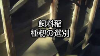 手動木製農業機械「唐箕（とうみ）」での種籾選別作業