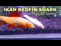 Redfin Shark Ikan Yang Cinta Damai, (TAPI) Ancaman Buat Ikan Kecil Ketika Mode Predatornya Aktif