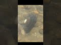 unio crassus the thick shelled river mussel singing birds