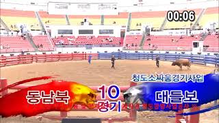 #청도 #소싸움 22년 6월 12일 11경기 칠오 vs 태창 2라운드 태창 승