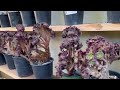 unboxing new aeonium huge madiba with bumps phone lele 408 883 5495