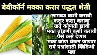 बेबीकॉर्न मक्का लागवडीपासून लाखोचे उत्पन्न  पद्धत Baby Corn Farming 2 Lakh PerAcre छोटी Corn Farming