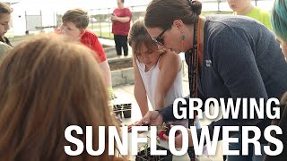 Growing sunflowers at Warm Springs Intermediate