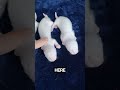 Update 3Weeks Old Binky's Ferret Kits