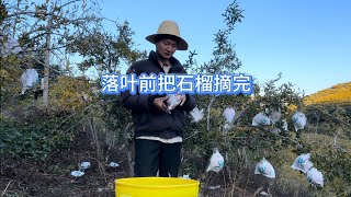 为了很好的保存石榴，在落叶前全部采摘储存否则果子糖分会被消耗