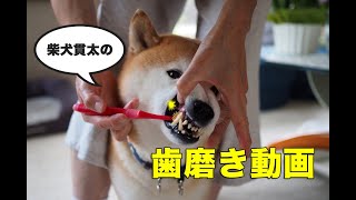 柴犬貫太の歯磨き動画♪ Shiba dog's toothbrushing