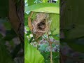 OMG Small Bird Nest in my Garden