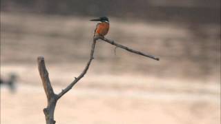 川島町白鳥飛来地のカワセミ