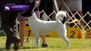 Canaan Dogs | Breed Judging 2022