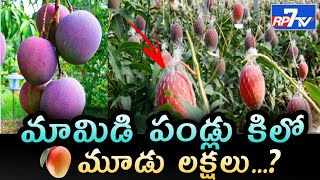 మామిడి పండ్లు కిలో మూడు లక్షలు..? | Mangoes are three lakh per kg..?| Three lakhs kg mangoes | RP7TV