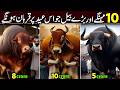 10 Most Expensive Qurbani Bulls on Eid ul Adha 2026 | Biggest Bulls in the World