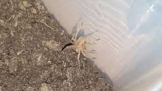 Brazilian Wandering Spider vs cockroach / Brasilianische Wanderspinne vs Schabe