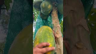 വീട്ടിലെ റെഡ് ലേഡി പപ്പായ കൃഷി | Growing Red Lady Papaya at Home