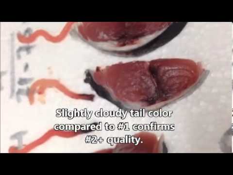 Tuna Grading Youtube