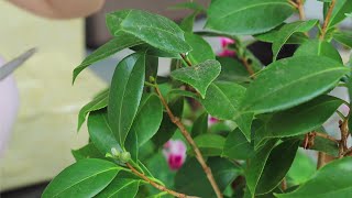 仙客来花开不断山茶花花苞满枝头，看我是如何进行水肥管理养护的