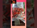 (For sale )Albino full red |King of guppy farm kerala| pls comment