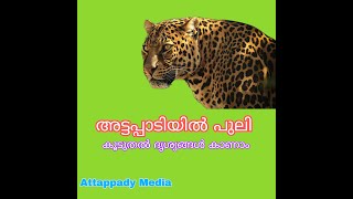 അട്ടപ്പാടിയിൽ പുലിയിറങ്ങി | Leapord in Attappady