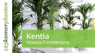De Kentia palm; een makkelijke kamerplant - 123kamerplanten