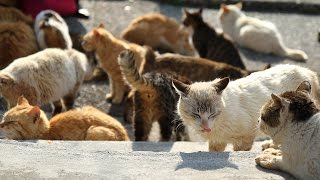 猫の島「深島」、大分県南の知る人ぞ知るねこの楽園～Cat Island Fukashima Oita