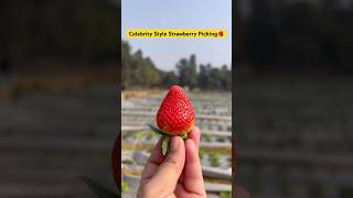 Celebrity Style Strawberry Picking #ytshorts #yt #ytviral #shorts #shortsviral #viralshort #ytshots