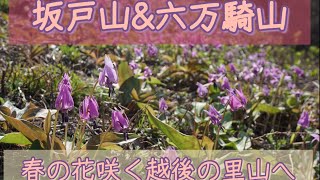 カタクリ咲く越後の里山　坂戸山\u0026六万騎山　カタクリの海を漂って来ました