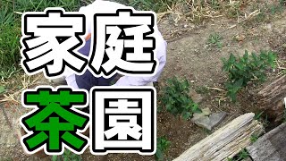 [Tea cultivation] We planted tea saplings!