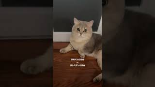 猫：很生气不为您服务 萌宠出道计划 蓝金渐层 吸猫 抖音萌宠