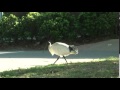 オーストラリアクロトキ／australian white ibis