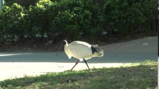 オーストラリアクロトキ／Australian white ibis