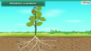 Rhizobium a Symbiont | Nutrition in Plants | Science | Class 7th | iPrep