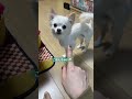 抜ける毛がすごいからカットしたよ🤣 犬 chihuahua チワワ 癒し 可愛い 犬のいる暮らし 家族 カット スメアゴル トビー shorts shortvideo